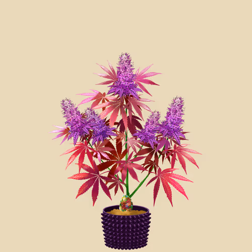 NFTokin #7647
