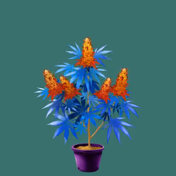 NFTokin #12638
