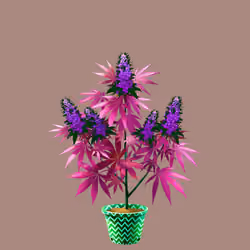 NFTokin #10893