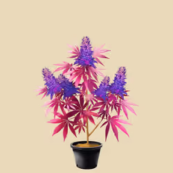 NFTokin #11272