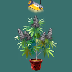 NFTokin #2127