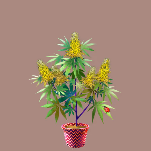 NFTokin #12243