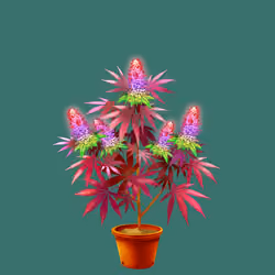 NFTokin #5229