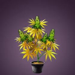 NFTokin #12717