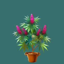 NFTokin #1556