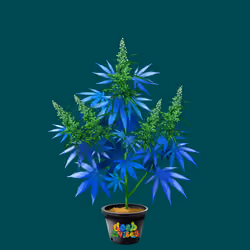 NFTokin #3313
