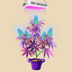 NFTokin #2966