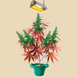 NFTokin #8666