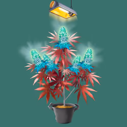 NFTokin #3432