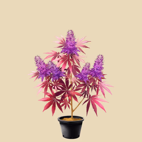 NFTokin #10920