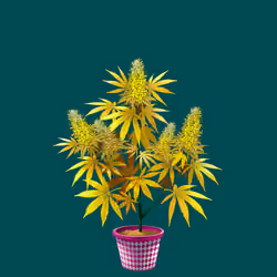 NFTokin #10898