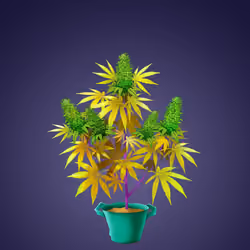 NFTokin #12753