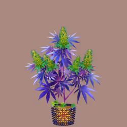NFTokin #2954
