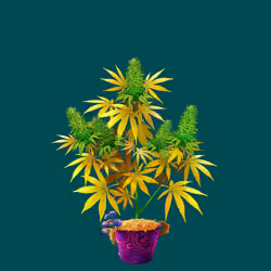 NFTokin #3875