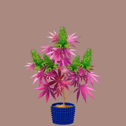NFTokin #8116
