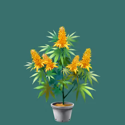 NFTokin #8840
