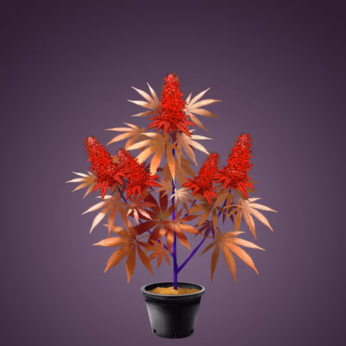 NFTokin #7269