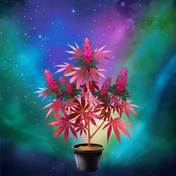NFTokin #10916
