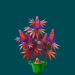 NFTokin #6786
