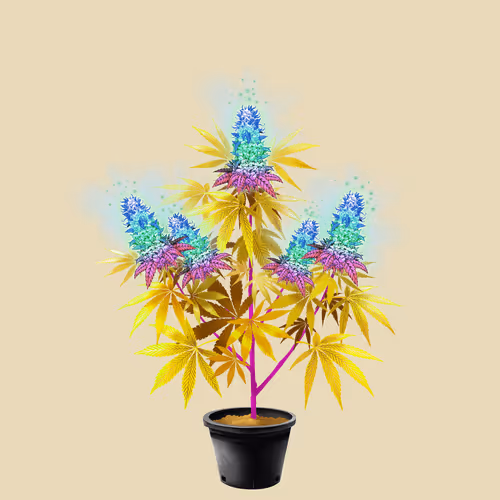 NFTokin #9856
