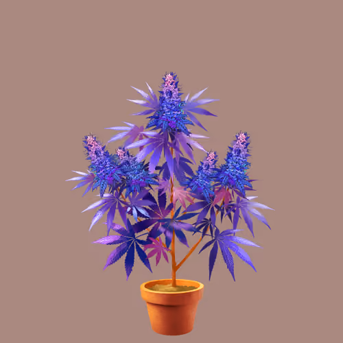 NFTokin #11252