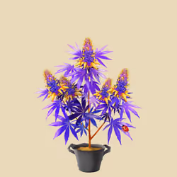 NFTokin #2335