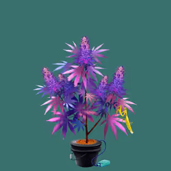NFTokin #5532