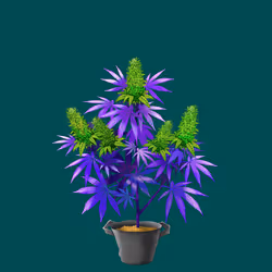 NFTokin #10883