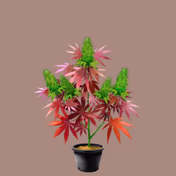 NFTokin #4223