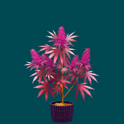 NFTokin #7379