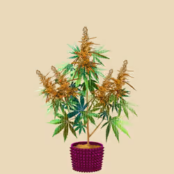NFTokin #2643