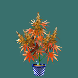 NFTokin #10875