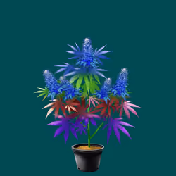 NFTokin #11842