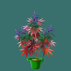 NFTokin #10456