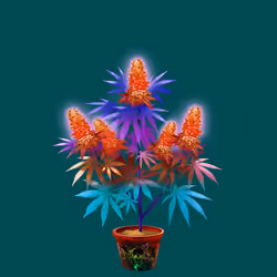 NFTokin #3352