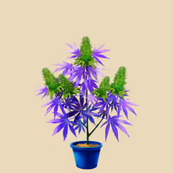 NFTokin #10266