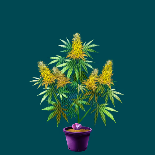 NFTokin #12319