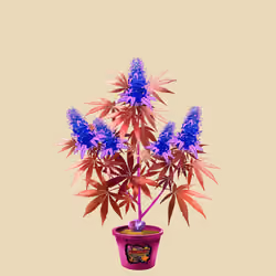 NFTokin #3936