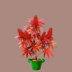 NFTokin #8414