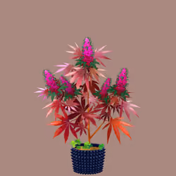 NFTokin #10161