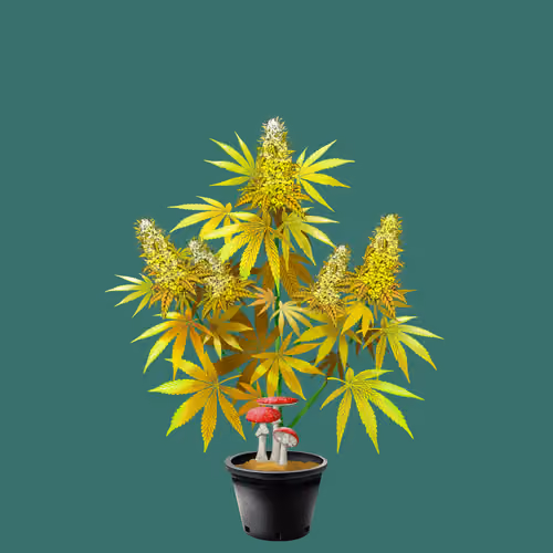 NFTokin #10858