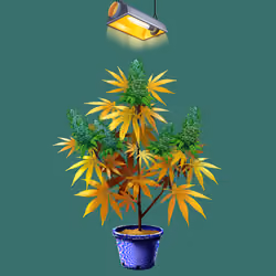NFTokin #6957