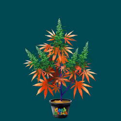 NFTokin #11795