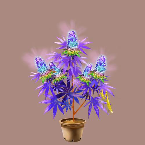 NFTokin #219