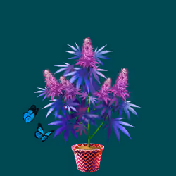 NFTokin #6452
