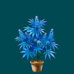 NFTokin #4848