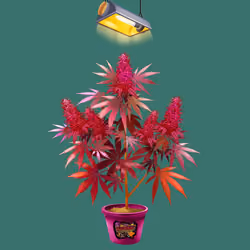 NFTokin #5988