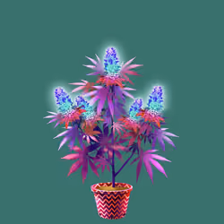 NFTokin #12856