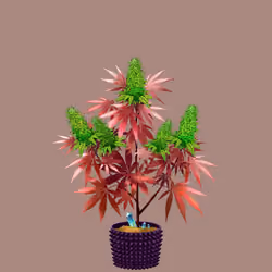 NFTokin #9474