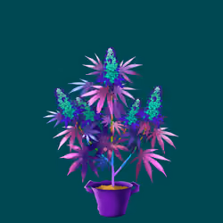 NFTokin #12172